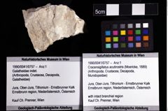 Foto (Objket + Etiketten) von Cracensigillatus acutirostris (Moericke, 1889) 